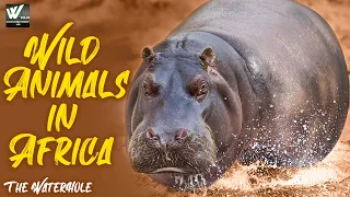 The WaterHole | Wild Animals in Africa | हिन्दी डॉक्यूमेंट्री | World Documentary HD