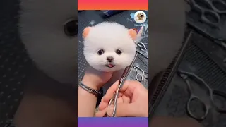 Cute puppy hair cutting 😘 status cute puppy ❤️ tik tok #shorts