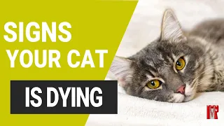 10 signs your cat is dying
