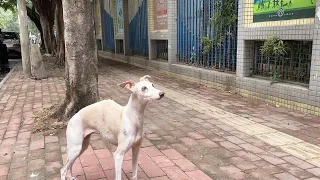 A stray dog begging on the street, emaciated and covered in scars from numerous injuries