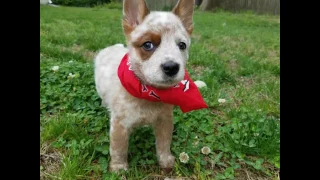 Meet our cute little red cattle dog