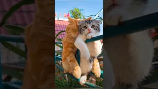 Funny animals 2023😆 - Funniest Cats and Dogs Video🐕🐈217 #shorts
