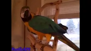 РЖАЧ ДО СЛЁЗ!!!! попугаи СМЕЮТСЯ/Parrots laugh !!! selection for fun