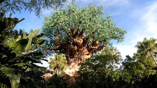 Animal Kingdom Full Walkthrough Tour | Walt Disney World - Orlando, FL | August 2020 |