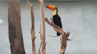 Chilling With Toco Toucan At The Bronx Zoo