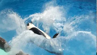 【名古屋港水族館】シャチのリン　サイドブリーチ