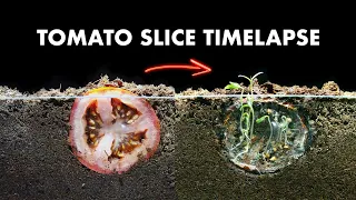 Growing Tomato Plants From Tomato Slice - Timelapse