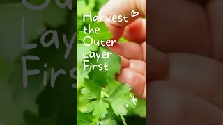 How to Harvest Cilantro Tips (Without Killing the Plant!