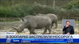 Во французском зоопарке застрелили носорога
