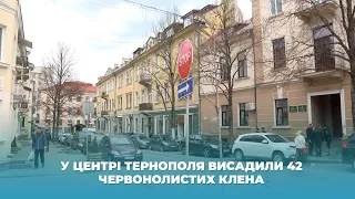 У центрі Тернополя висадили 42 червонолистих клена