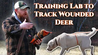 Training Lab to Track Wounded Deer: How To Start?