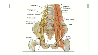 Lumbar sacral coccygeal plexuses