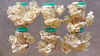 With just an old plastic bottle, I can grow oyster mushrooms easily with high yield