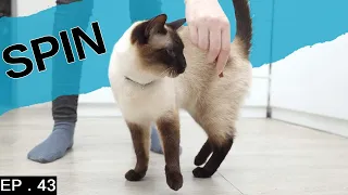 Teaching a Siamese cat spin and training old tricks