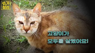 고양이가 모두를 살렸어요 / The cat saved everyone