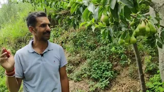 नाशपती का बगीचा | Pear Orchards | Suman Bhickta