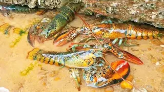 Big Lobster & Catch a nest of big lobsters in the sea, so many abalones!