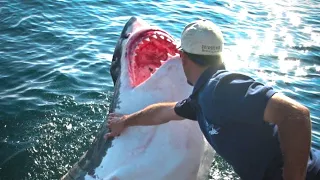 Fischer rettet einen Weißen Hai - und gewinnt ihn zum Freund