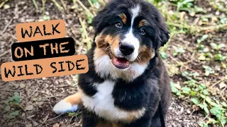 Bernese Mountain Dog - Every puppy owner MUST do this!!