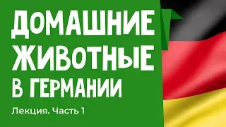 Особенности содержания животных в Германии Лекция "как у них"