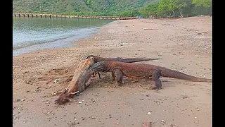 KOMODO DRAGONS EATING WILD DEER ALIVE ON THE BEACH