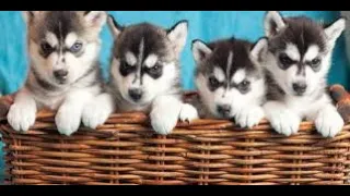 Cute Puppies 2021