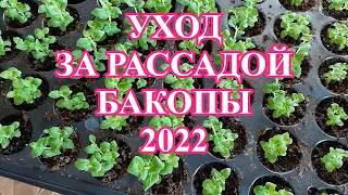 Всходы бакопы. Подкормки, проветривание, полив, вредители...