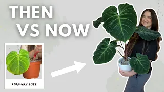 Plant Feature of the Month! 🪴 | New Series Featuring Philodendron El Choco Red | Episode 4