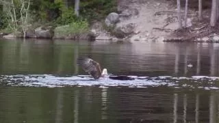 Vancouver Bald Eagle slams duck quiet