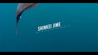 How To Shenkei Jime Fish !!! 100% improves the quality of the fish!!!!