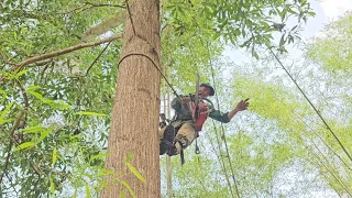 Cưa  hai  cây  tràm  bông  vàng  với  cây  bạch  đàn  .Cưa  cây  kỷ thuật  cao