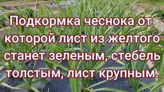 Подкормка чеснока от которой исчезнет пожелтение листьев, стебель станет толстым