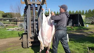Skinning A Lamb With Compressed Air