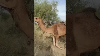 Camel #beautiful Viral Video