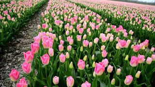 PINK TULIP FIELD's ON THE WAY TO GIETHOORN BOATING #europe #europetour