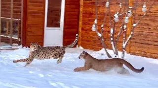 Новый уровень отношений пумы Месси и гепарда Герды! Коты устроили гонки по снегу!