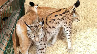 LYNX DANCING LIKE A HOUSE CAT / Simba meets Hannah