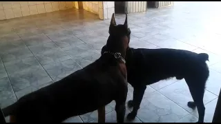 Briga entre Dobermann e Rottweiler