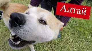 С Рыбалки сразу в Баню I Отдыхаем на Озере Тальмень в Горном Алтае