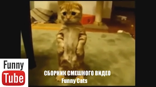 СБРОНИК приколы с котами, funny cats, the best funny videos, смешные коты, смешное видео, кошки