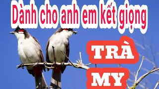 #chaomaotramy   Chào mào trà my quảng nam | chào mào trà mi