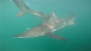 Cage Shark Diving Cape Town, SA 2019