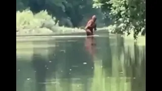 Michigan Bigfoot Video Crossing Cass River