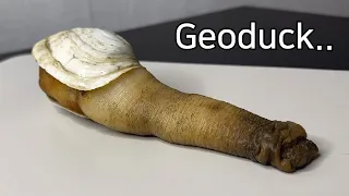 What Is So Unique About a Geoduck ? - Geoduck Dissection