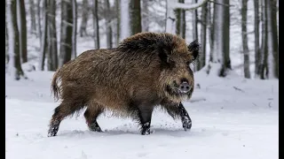 Охота на кабана с подхода! Закрытие сезона! Попался пятак!