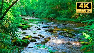 4K HDR Relaxing River Sounds 🌿 Beautiful Forest Sound, Peaceful Birds Chirping, Natural Sound #relax