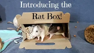 Introducing the Rat Box from the Bunny Barn