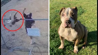 Caught on camera: Man tosses, abandons dog at Riverside County cell tower