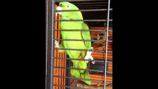 My Amazon Parrot Sings with Aretha
