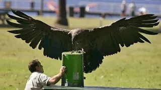 Man Raises Condor  Later, This Bird Returns And Show Its True Strength
